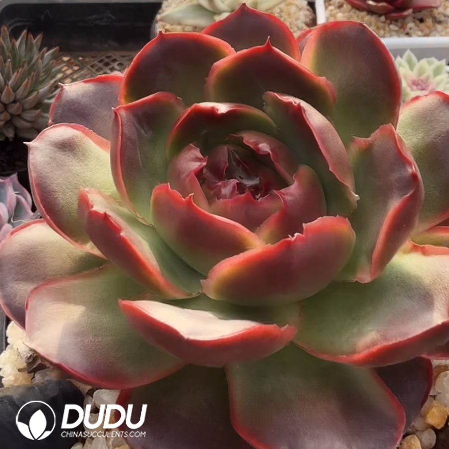 10380D130.jpg Echeveria agavoides 'Shrimp Dumplings' - Image 1