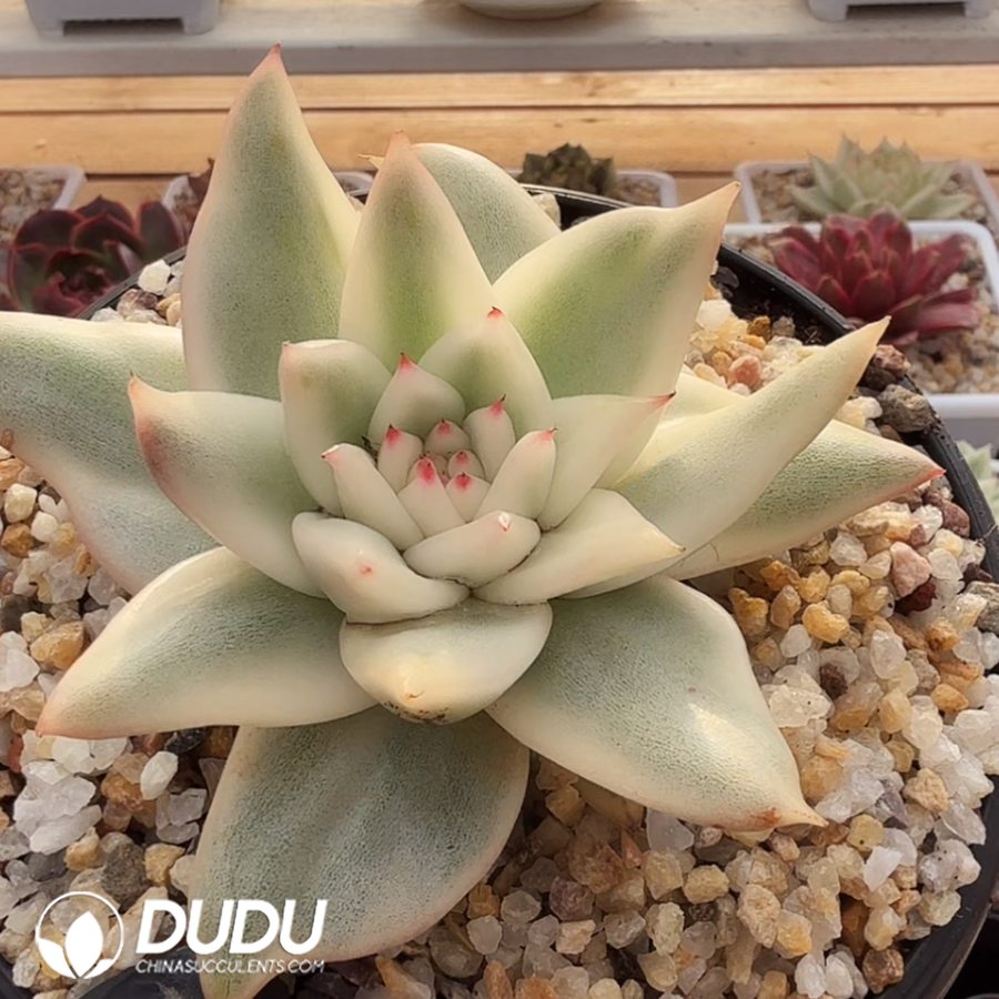 10381D110.jpg Echeveria Jenny Variegated - Image 1