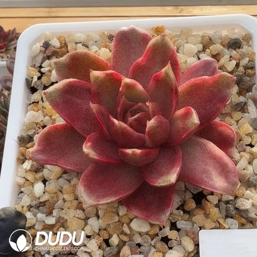 10382D100.jpg Echeveria Red Variegated Single Head - Image 1