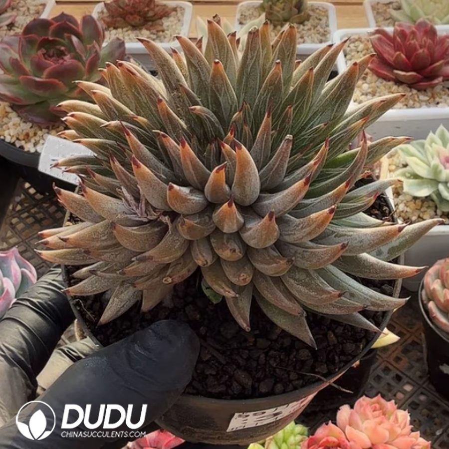 10383D110.jpg Echeveria Unguiculata Cristate - Image 1