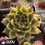 Echeveria Korean Ebony Variegated