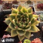Echeveria Korean Ebony Variegated - Image 2