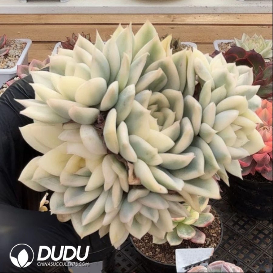 10387D90.jpg Echeveria Moon Fairy Variegated Clustering - Image 1
