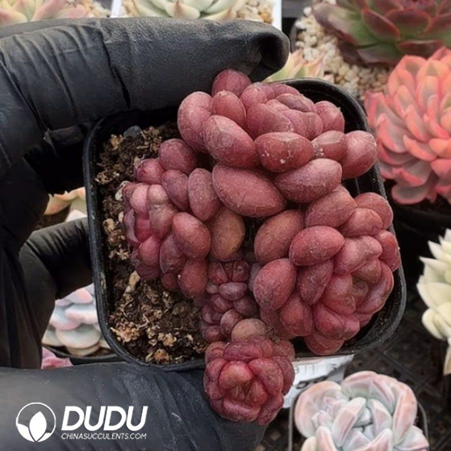 10388D60.jpg Echeveria Grape Red Variegated Clustering - Image 1