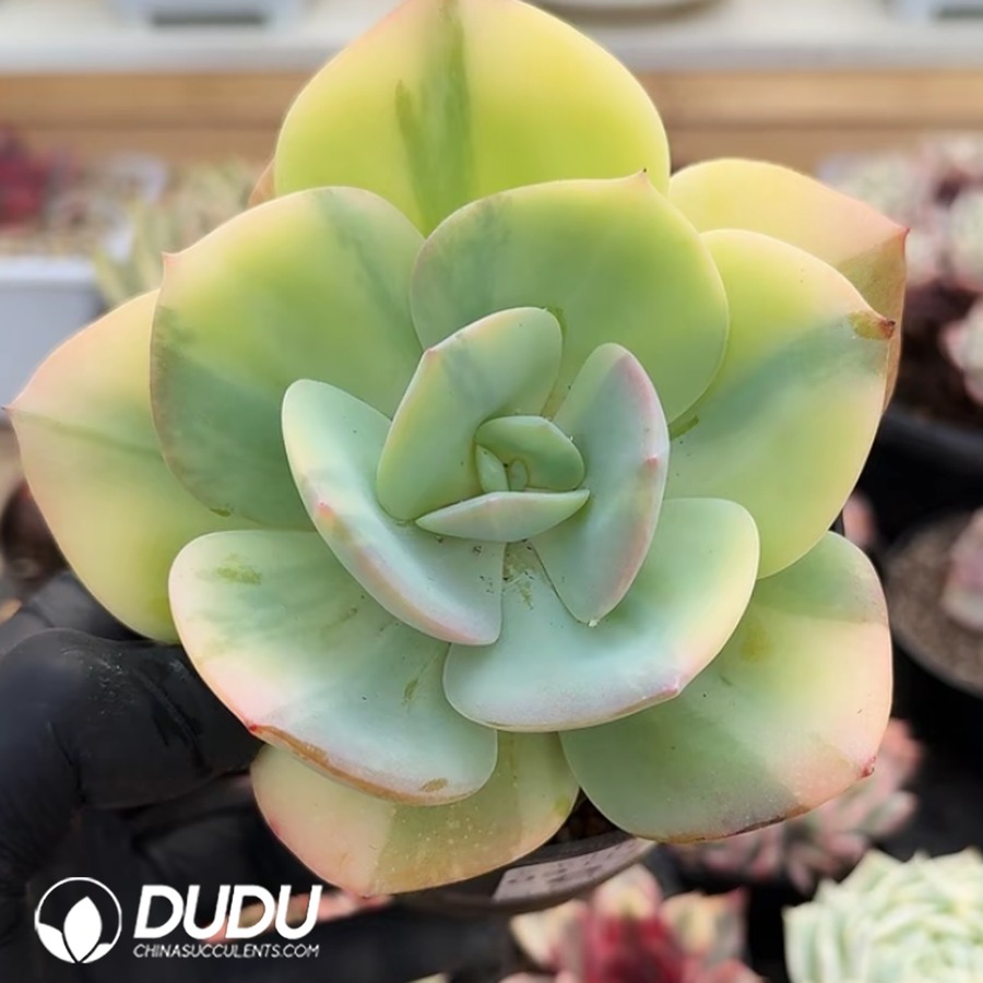 10390D70.jpg Echeveria Hakuhou Variegated - Image 1