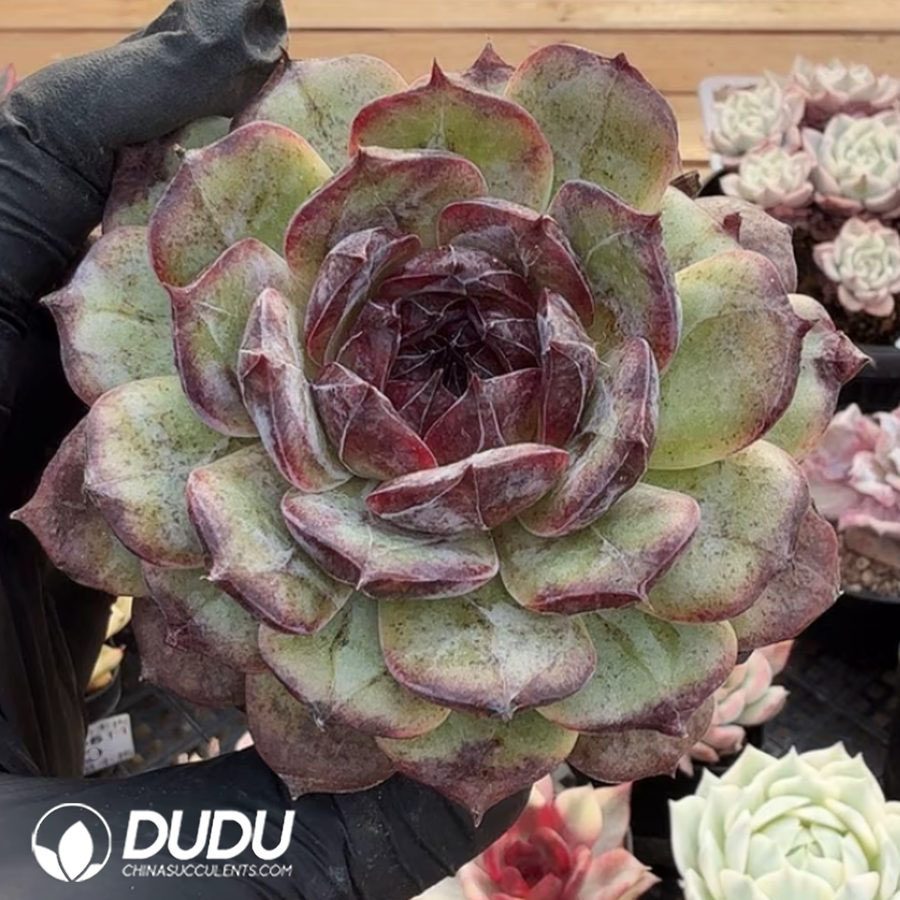 10391D70.jpg Echeveria Diamond Stripe Black Series - Image 1