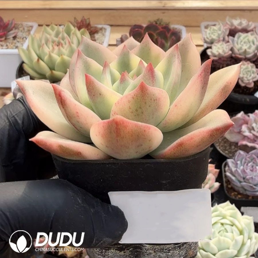 10392D70.jpg Echeveria Rainbow Variegated Single Head - Image 1