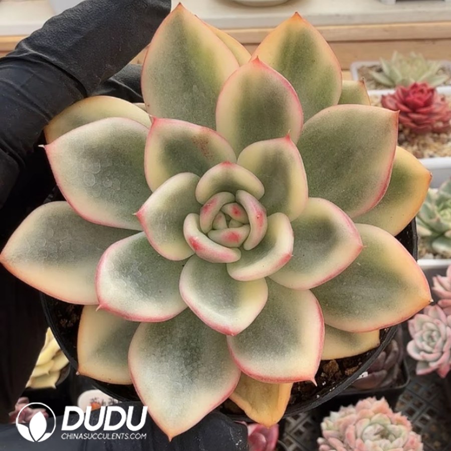 10394D90.jpg Echeveria Azure Variegated Single Head - Image 1