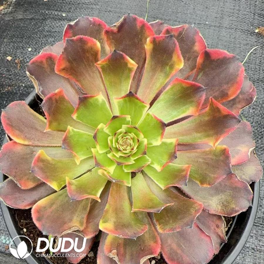 10396D150.jpg Aeonium Glowing Clouds - Image 1
