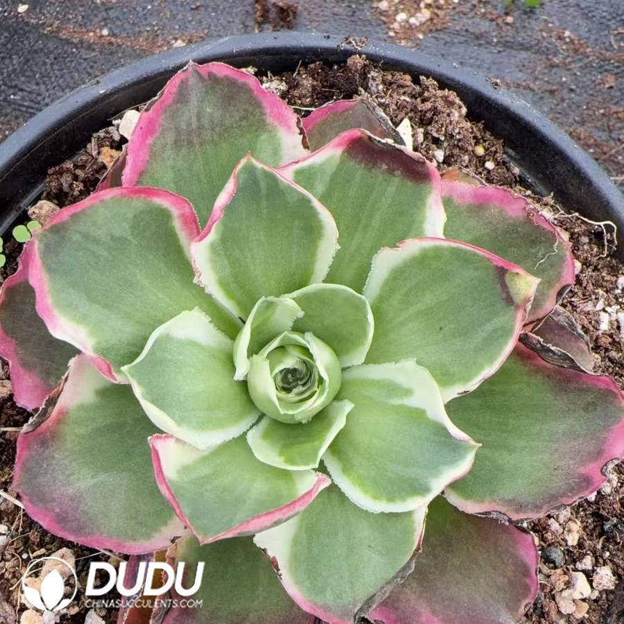 10397D120.jpg Aeonium Phoenix Peony - Image 1