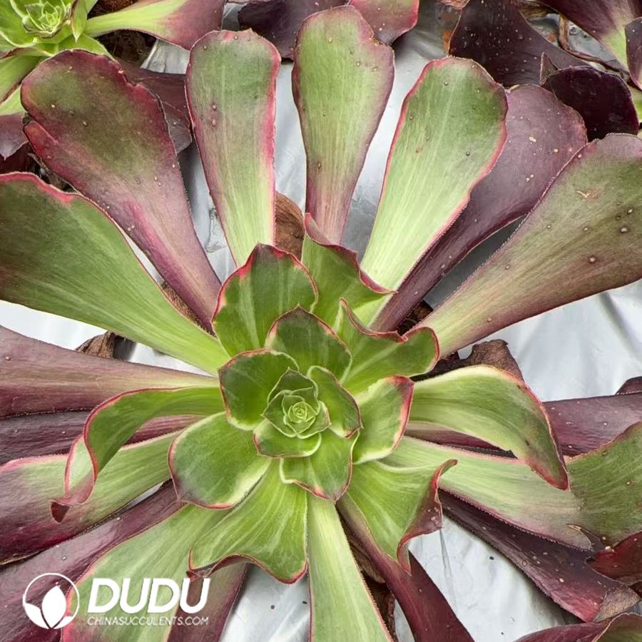 10398D150.jpg Aeonium Ziyan - Image 1