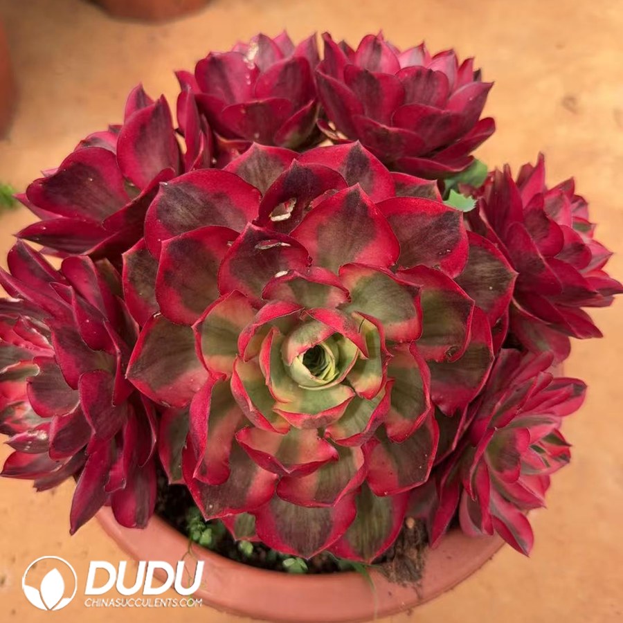 10399D200.jpg Aeonium As One Wishes Clustering - Image 1