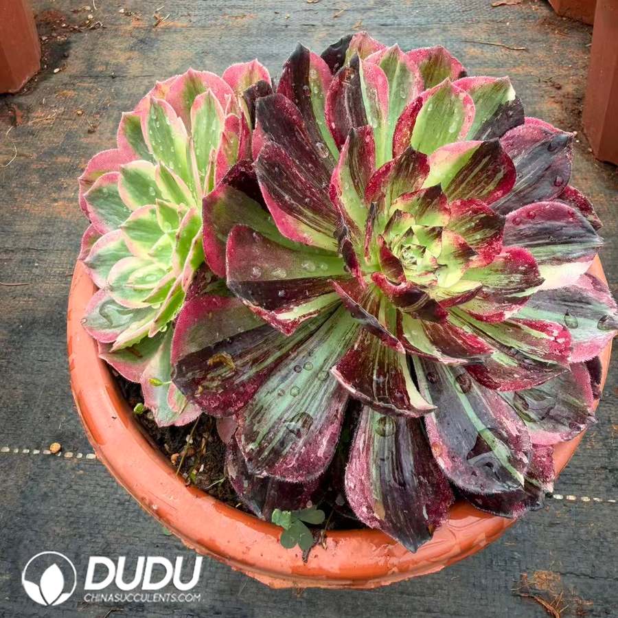 10402D200.jpg Aeonium Count's Hero Variegated Clustering - Image 1