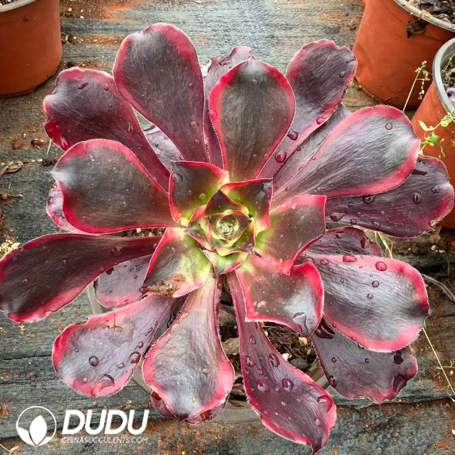 10407D180.jpg Aeonium Red Witch - Image 1
