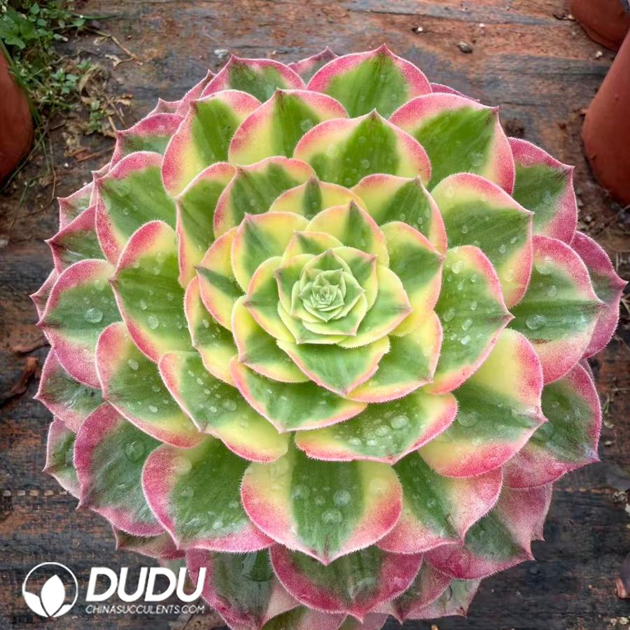 10408D120.jpg Aeonium Pink Elf - Image 1