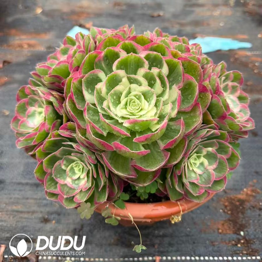 10412D200.jpg Aeonium Red Lychee Clustering - Image 1