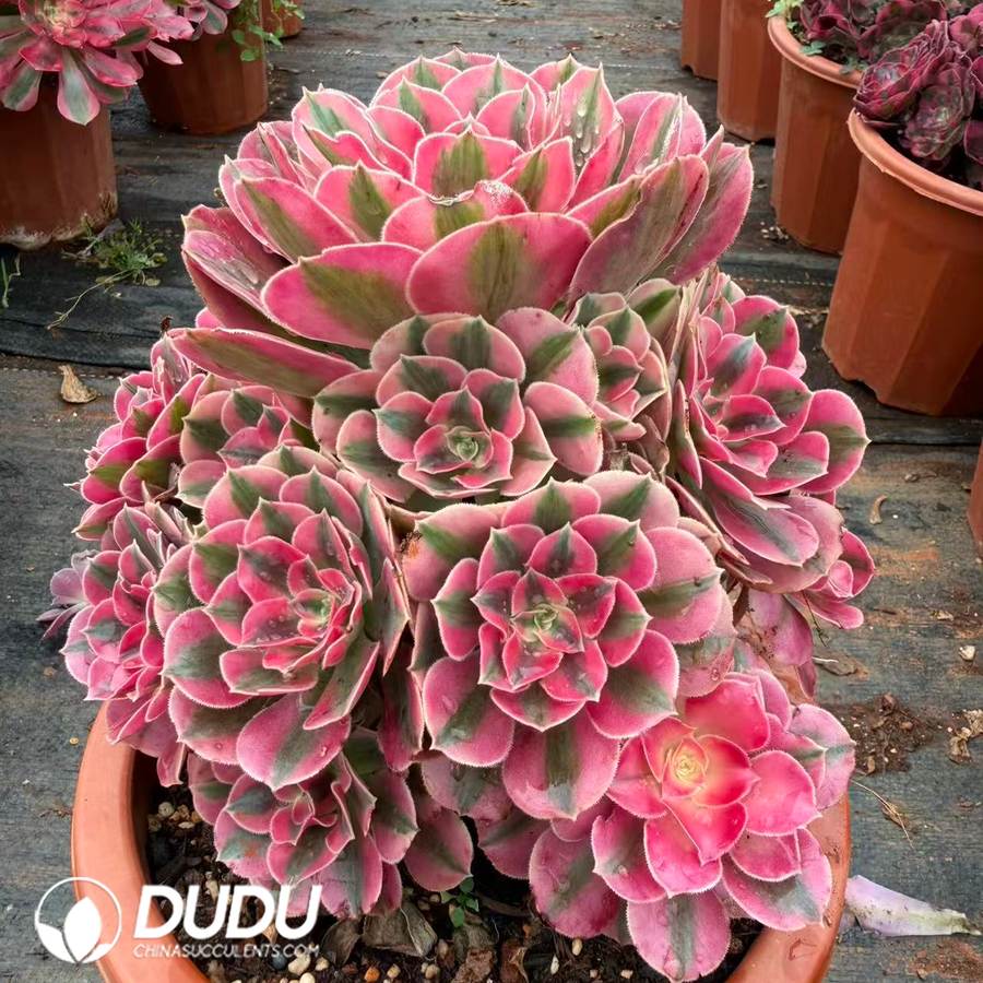 10413D200.jpg Aeonium Rainbow Stone Clustering - Image 1