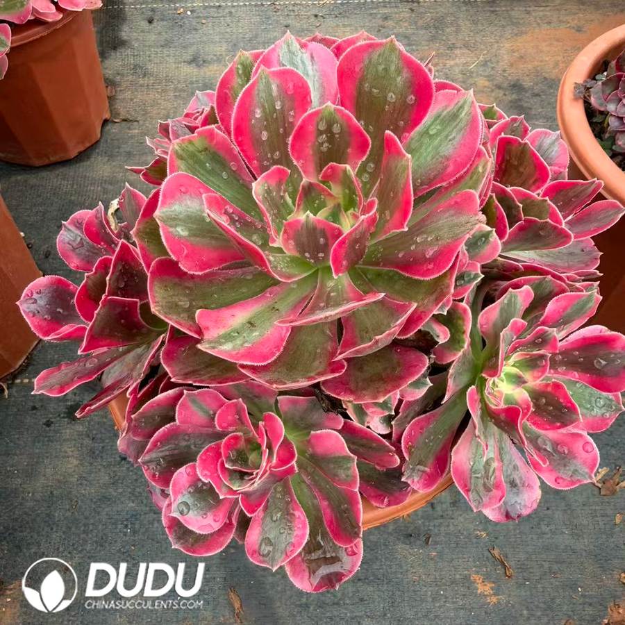 10414D200.jpg Aeonium Lady Clustering - Image 1