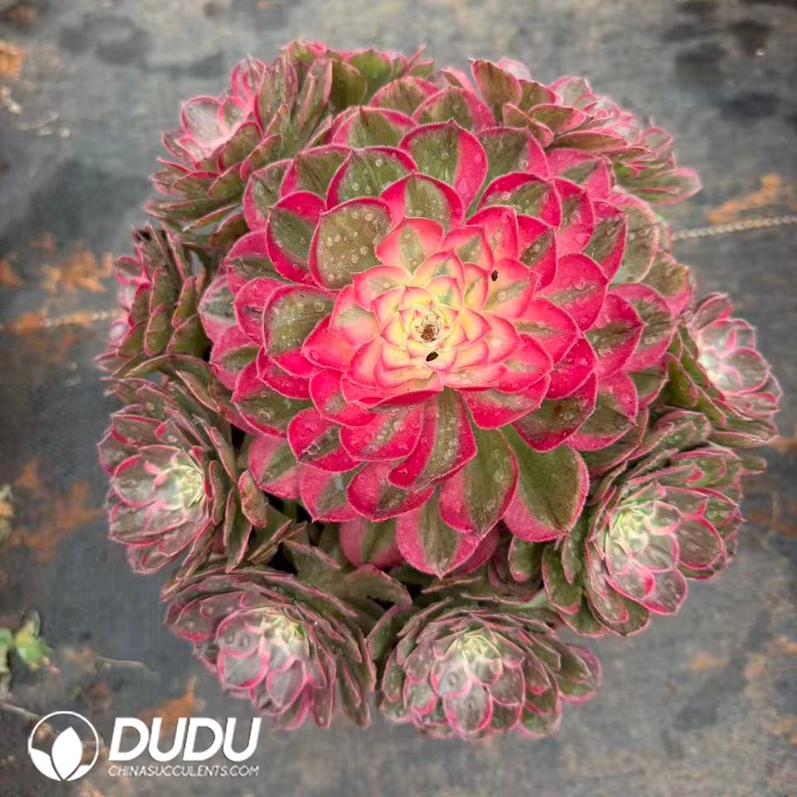 10415D200.jpg Aeonium Multicolor Clustering - Image 1