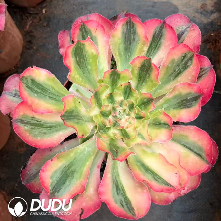10416D200.jpg Aeonium Alice - Image 1