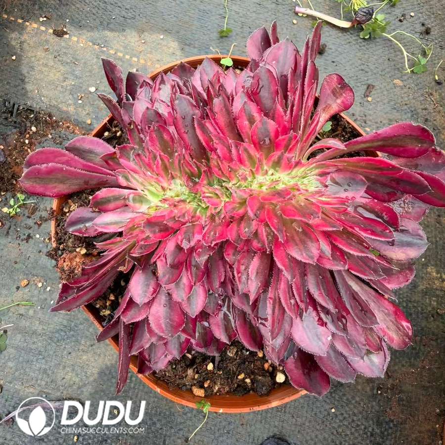 10417D150.jpg Aeonium Red Copper Crested - Image 1