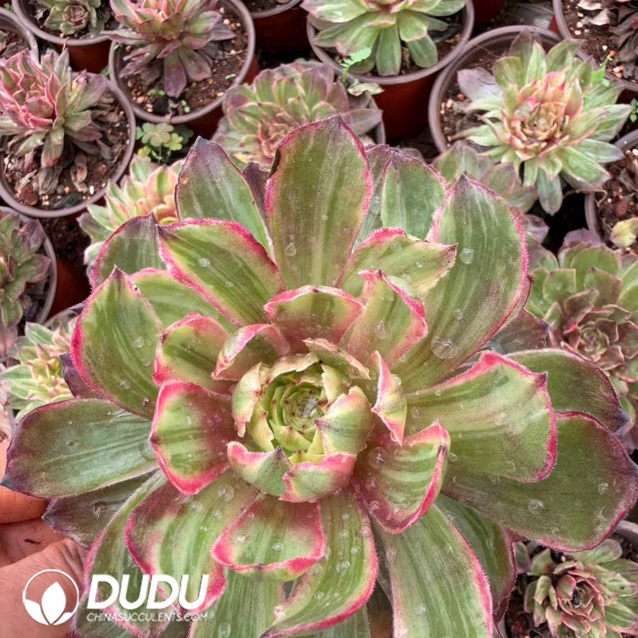 10418D120.jpg Aeonium Begonia Silk Clustering - Image 1