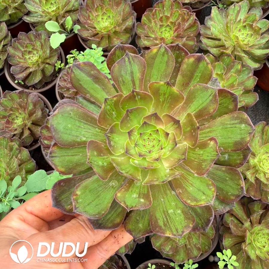 10419D120.jpg Aeonium Colorful Clustering - Image 1