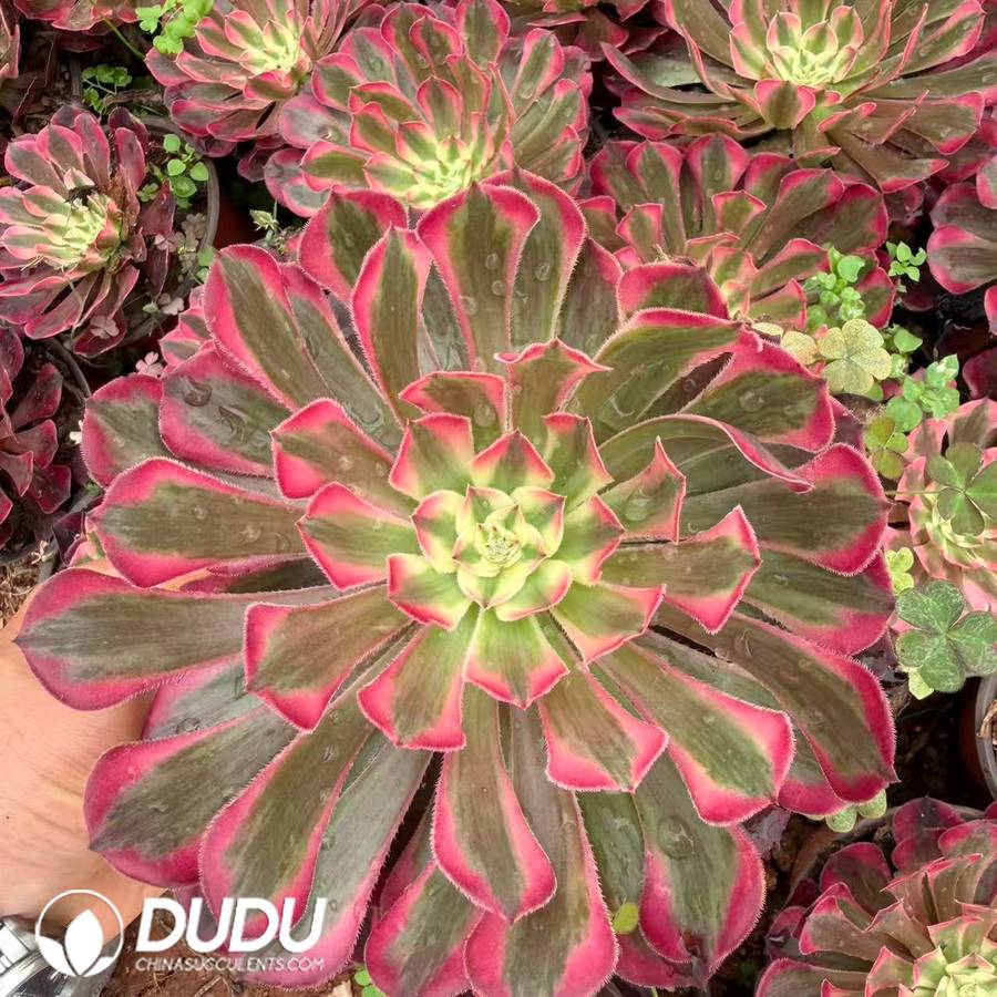 10420D120.jpg Aeonium Pink Copper Clustering - Image 1