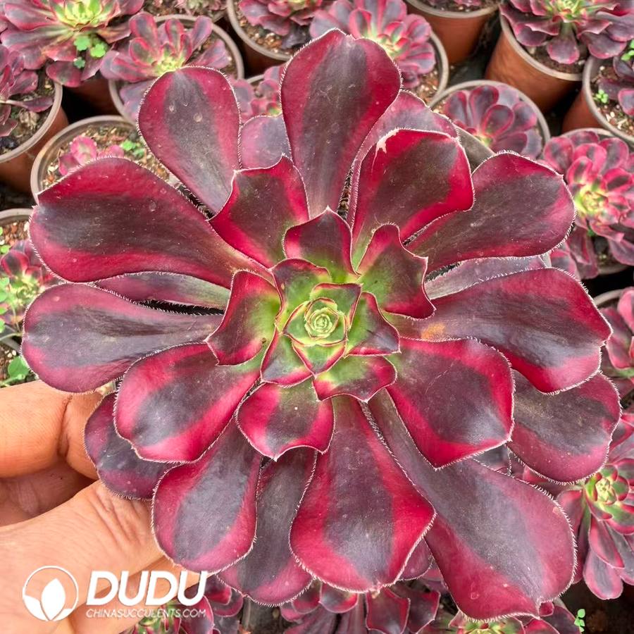 10422D120.jpg Aeonium Ice Cream Clustering - Image 1