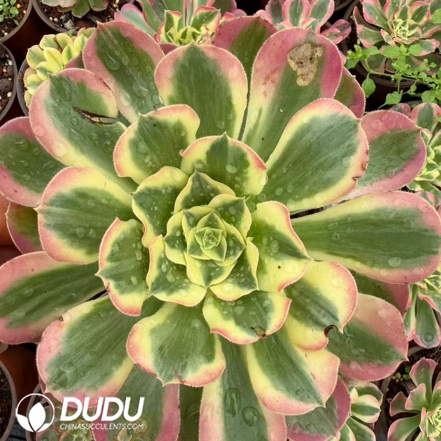 10423D120.jpg Aeonium White Phoenix Clustering - Image 1