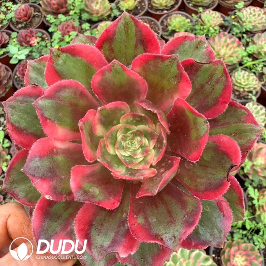 10424D120.jpg Aeonium Clara Lover Clustering - Image 1