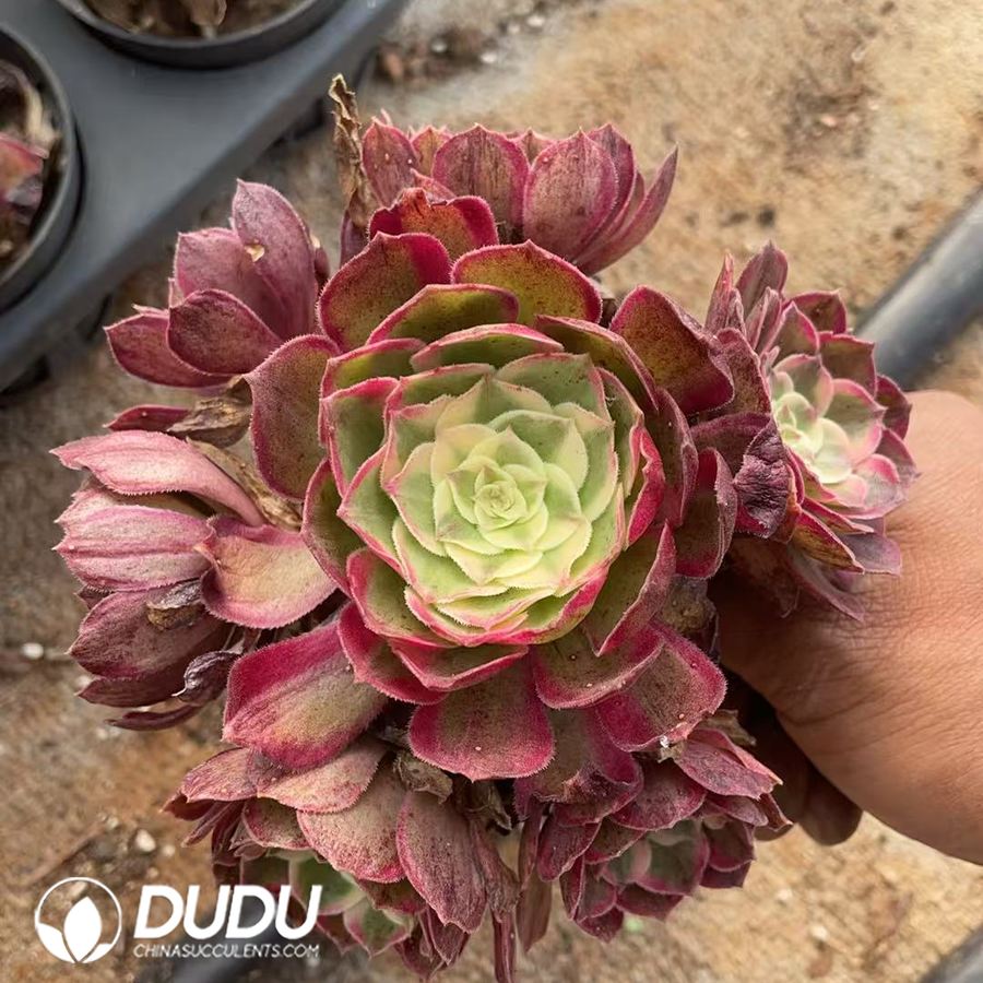 10428D130.jpg Aeonium Peacock Plume Variegated Small Clustering - Image 1
