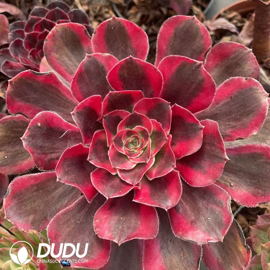 10431D100.jpg Aeonium First Love Variegated - Image 1