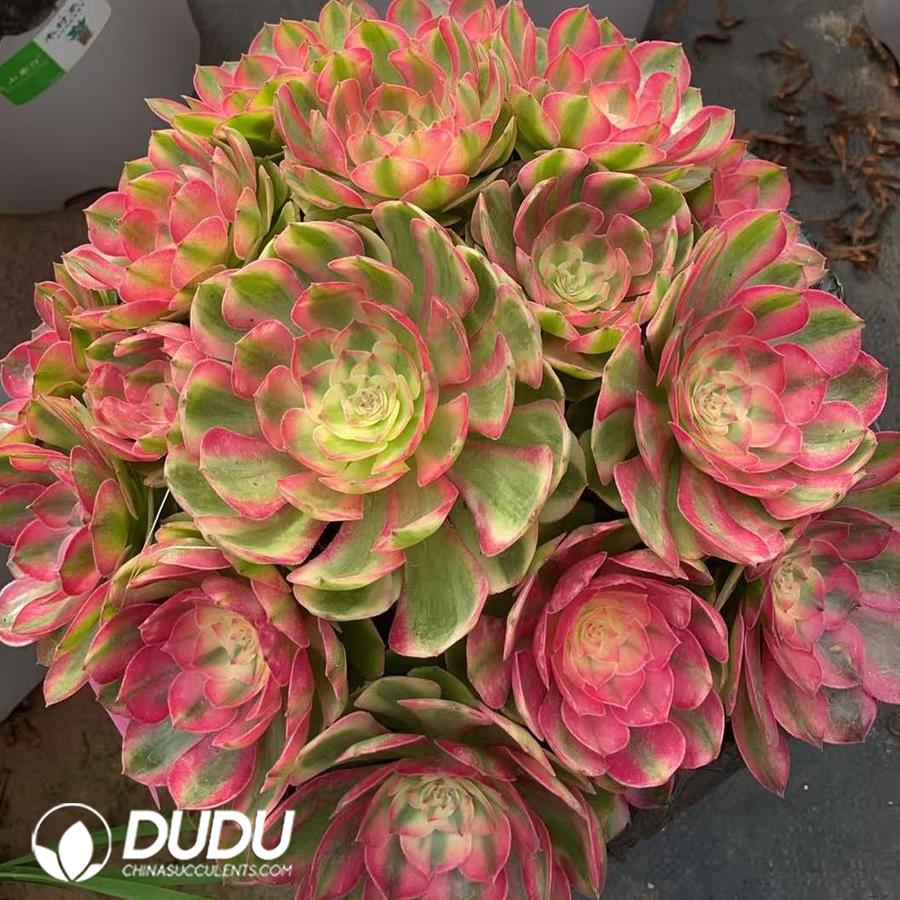 10433D350.jpg Aeonium Feizixiao Variegated Clustering - Image 1