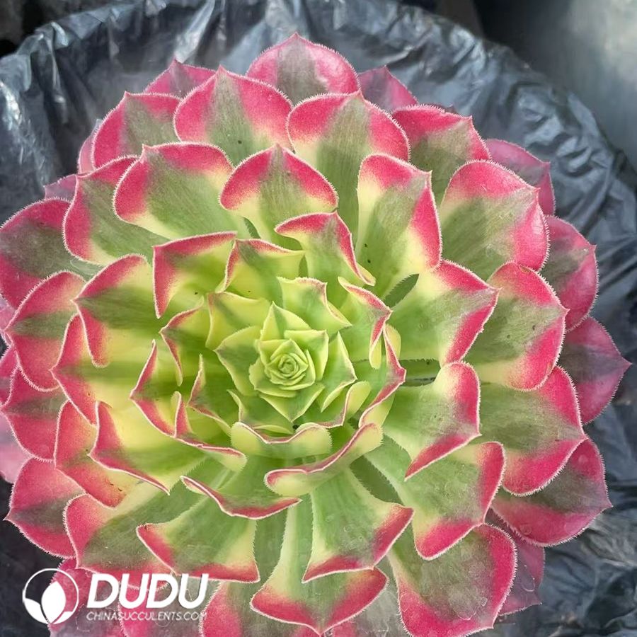 10434D120.jpg Aeonium Zhu Rong Variegated - Image 1