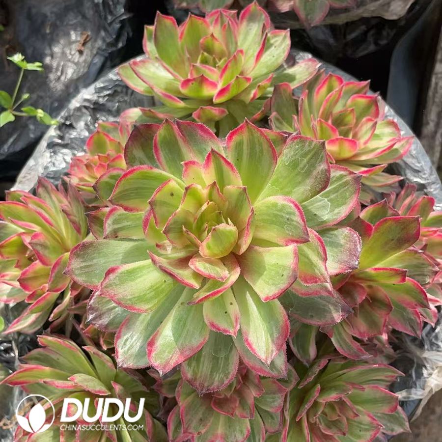 10439D250.jpg Aeonium Sleeping Crabapple Variegated Clustering - Image 1