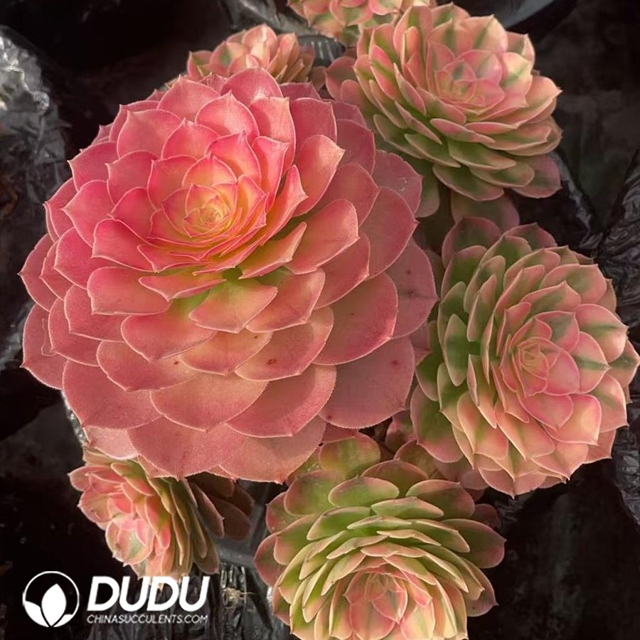 10440D200.jpg Aeonium Qingcheng Variegated Clustering - Image 1