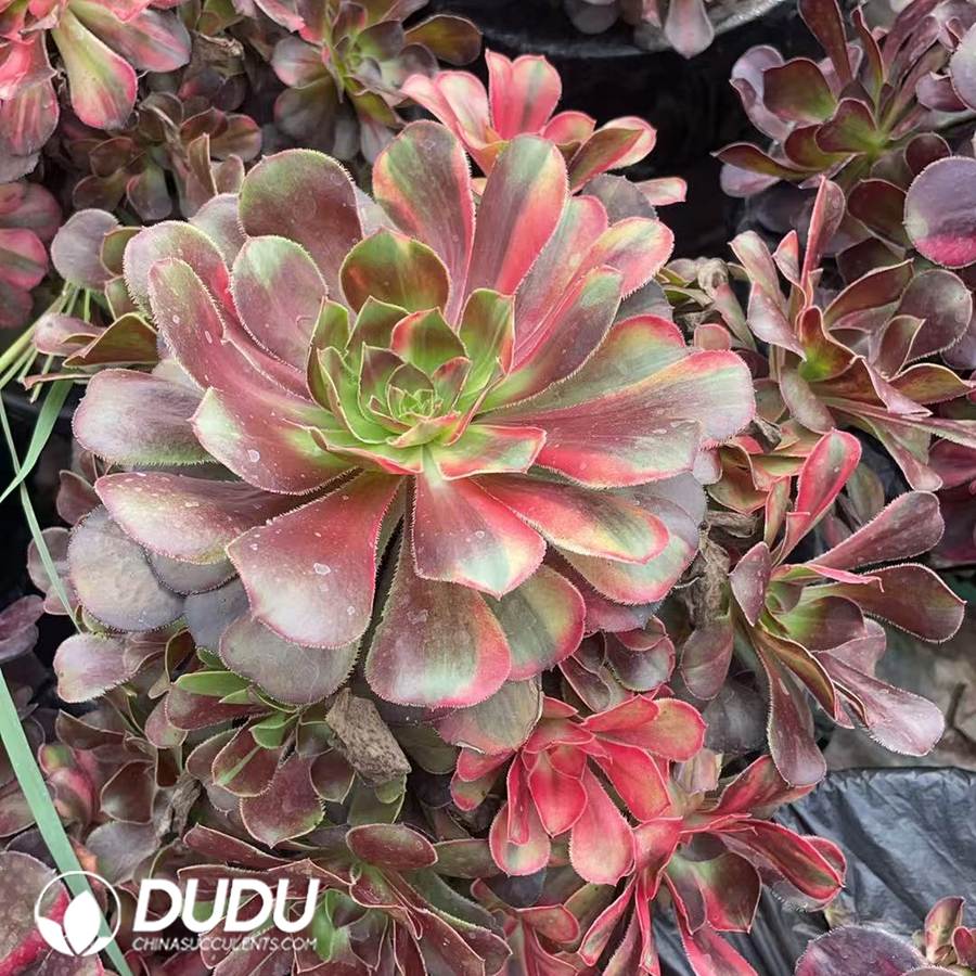10441D300.jpg Aeonium Gray Flower Butterfly Variegated - Image 1
