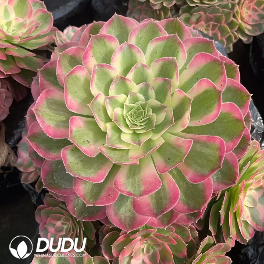 10442D250.jpg Aeonium Begonia Variegated Clustering - Image 1