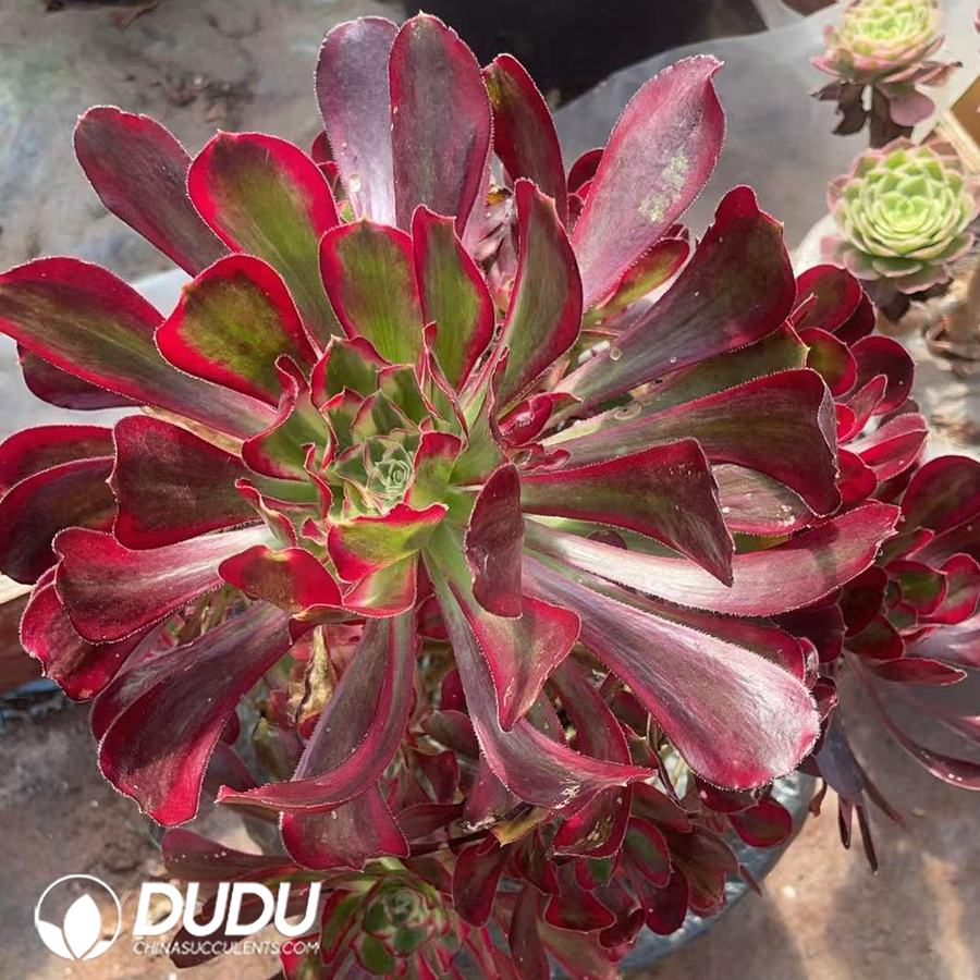 10446D300.jpg Aeonium Ice Cream Variegated Clustering - Image 1