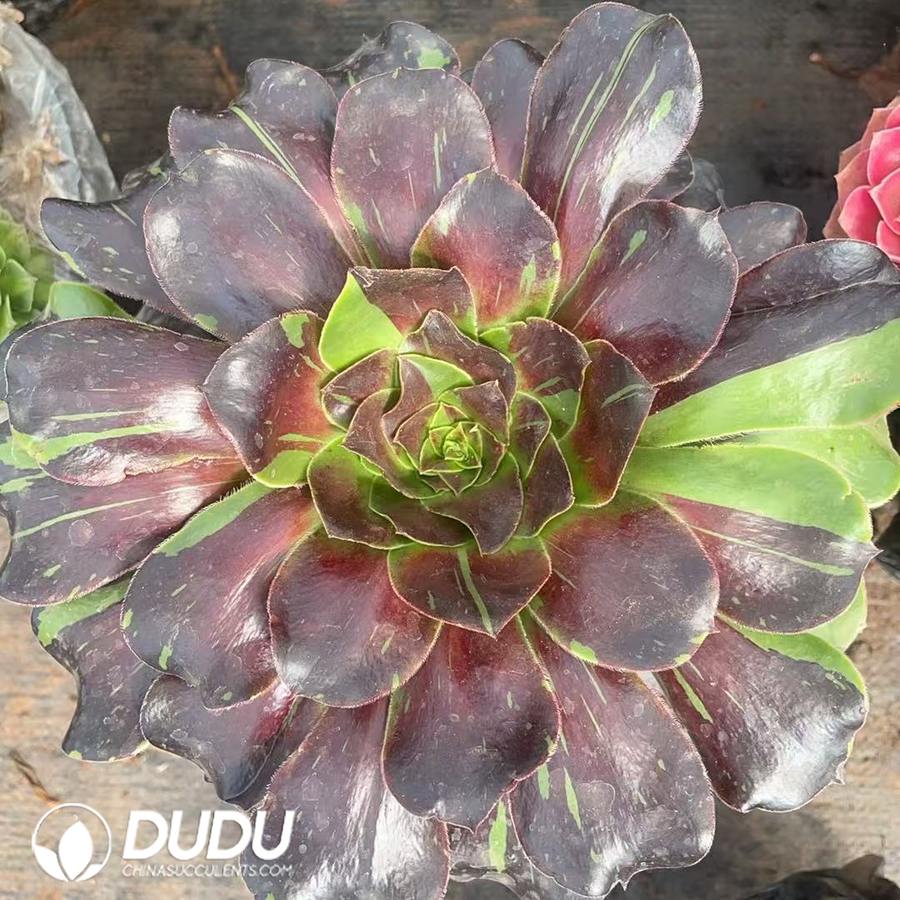 10448D200.jpg Aeonium Golden Bean Variegated - Image 1