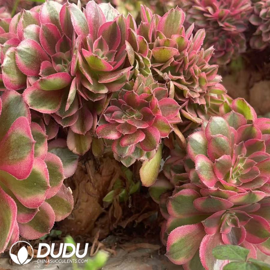 10449D180.jpg Aeonium Red Litchi Variegated Cristata - Image 1