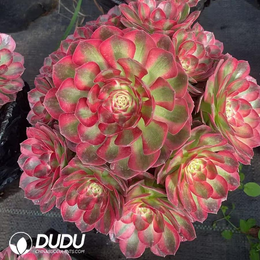 10450D250.jpg Aeonium Good Fortune Variegated Clustering - Image 1