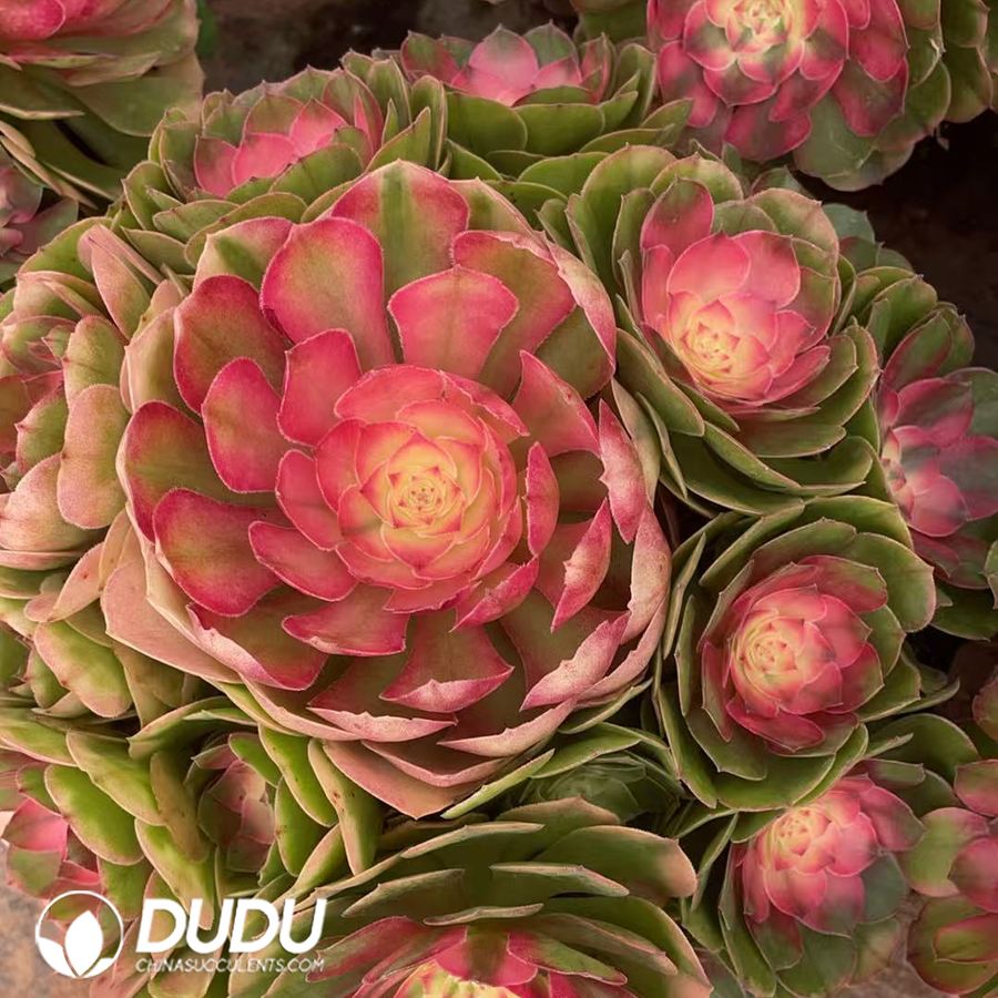 10451D300.jpg Aeonium Rose Variegated Clustering - Image 1