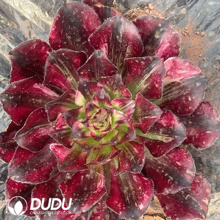 10452D100.jpg Aeonium Mulan Variegated - Image 1