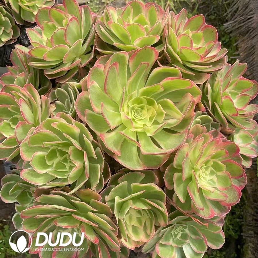 10453D400.jpg Aeonium Tianxi Variegated Clustering - Image 1