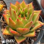 Echeveria Agavoides Lipstick - Image 2