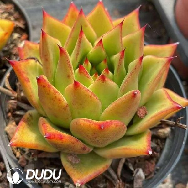 Echeveria Agavoides Lipstick - Image 2