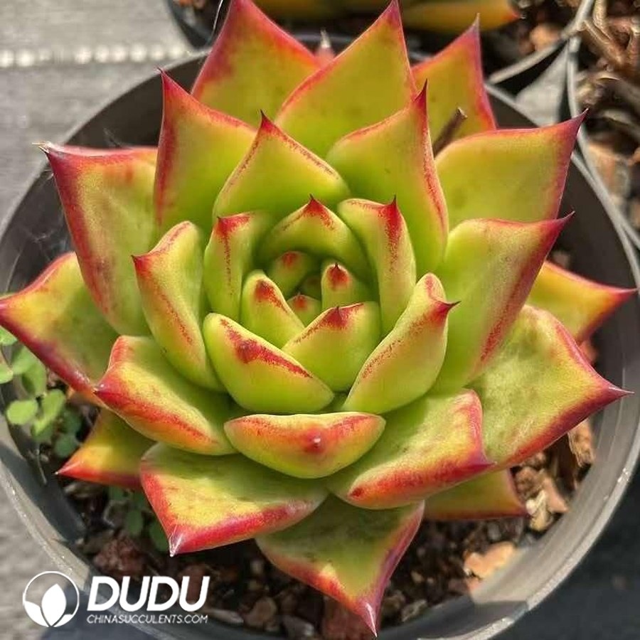 10456D110.jpg Echeveria Agavoides Lipstick - Image 1