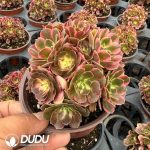 Aeonium Xiangfei Variegated Clustering - Image 2